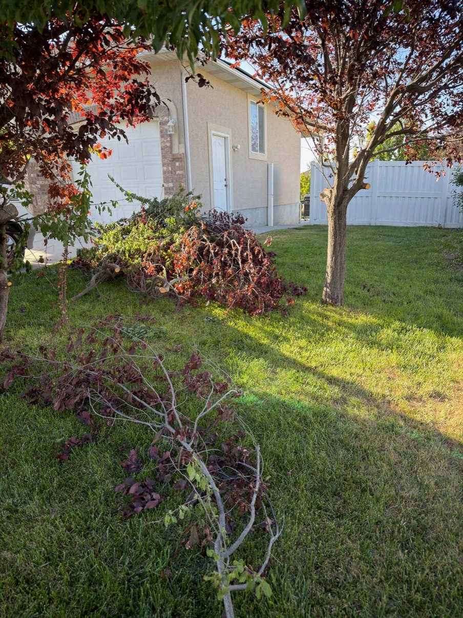 Cut tree branches and yard debris piled across a lawn before removal in Salt Lake County